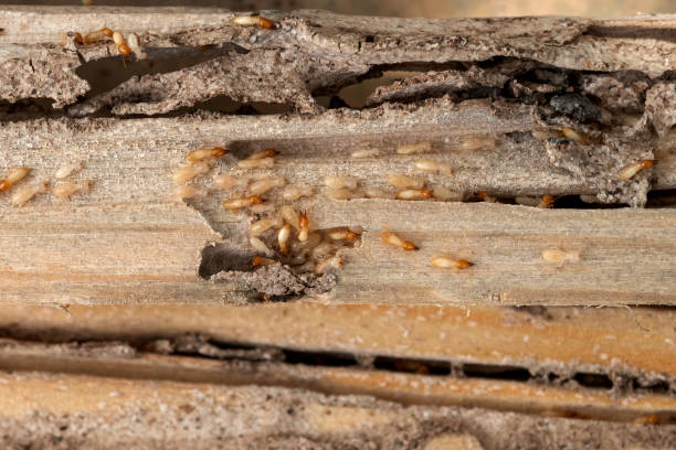 Best Wildlife Control Services  in Deschutes River Woods, OR
